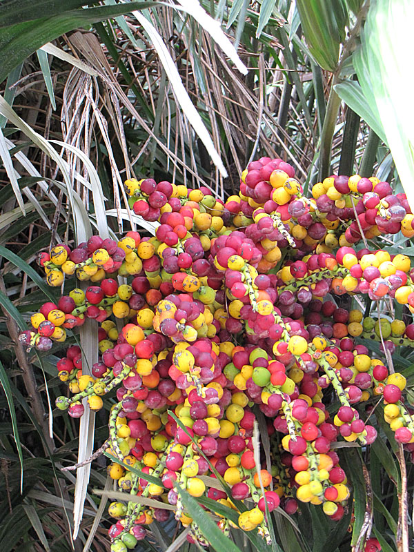 Lg Taiwan Dwarf Sugar Palm Tree Arenga Engleri Monster Blooms,Buckwheat Pancakes